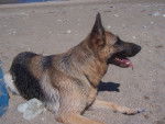 Berger Allemand - Berger Allemand (3 ans)