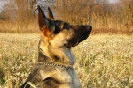 Lobo 9 mois - Berger Allemand (9 mois)
