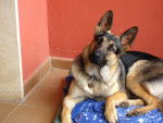 Lobo 9 mois - Berger Allemand (9 mois)