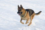 Un Berger Allemand qui court dans la neige