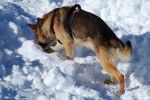 Un Berger Allemand &eacute;quip&eacute; d'un harnais qui renifle la neige
