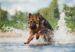Un Berger Allemand court dans l'eau d'une rivière
