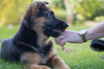 Un Berger Allemand qui se fait brosser