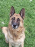laeka - Berger Allemand (9 ans)