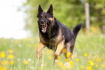 Un Berger Allemand courant dans une prairie