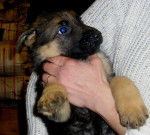 Gélie - Berger Allemand (2 mois)