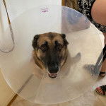 Un Berger Allemand assis sur un sol carrel&eacute; et portant un carcan 