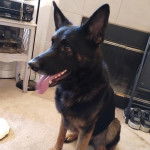 Un Berger Allemand assis sur un tapis et ayant la langue pendante