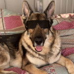 Un Berger Allemand allong&eacute; et portant une paire de lunette 