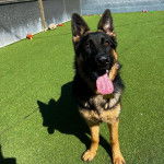 Un Berger Allemand tirant la langue et portant un collier autour du cou