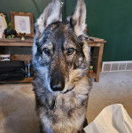 Un Berger Allemand assis sur une moquette et portant un collier autour du cou