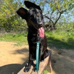Un Berger Allemand ayant la langue pendante et qui est tenu en laisse 