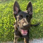 Un Berger Allemand sur une surface herbac&eacute;e et ayant la gueule ouverte 