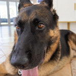 Un Berger Allemand allong&eacute; sur un sol carrel&eacute; et tirant la langue 