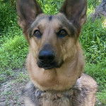 Un Berger Allemand sur un terrain herbeux et semblant d&eacute;tendu 
