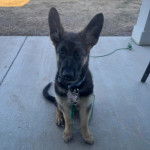 Un Berger Allemand assis sur une surface b&eacute;tonn&eacute;e et qui est tenu en laisse
