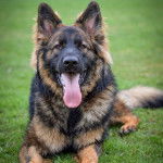 Un Berger Allemand allong&eacute; sur une surface gazonn&eacute;e et ayant la langue pendante 