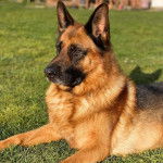 Un Berger Allemand allong&eacute; sur un terrain gazonn&eacute; et semblant d&eacute;tendu 