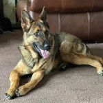 Un Berger Allemand allong&eacute; sur une moquette et ayant la langue pendante 