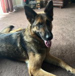 Un Berger Allemand allong&eacute; sur une moquette et tirant la langue 