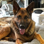 Un Berger Allemand regardant vers la cam&eacute;ra et ayant la langue pendante 