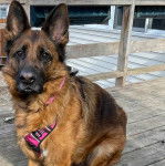Un Berger Allemand assis sur un plancher et portant un harnais 