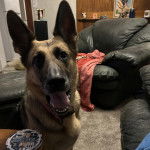 Un Berger Allemand assis sur une moquette et portant un collier autour du cou