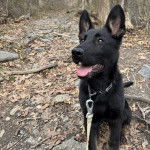 Un Berger Allemand assis sur un sol jonch&eacute;s de feuilles mortes et qui est tenu en laisse 