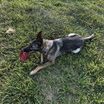 Un Berger Allemand allong&eacute; sur un terrain herbeux et ayant un objet dans sa gueule 