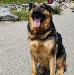 Un Berger Allemand ayant la langue et qui est tenu en laisse 