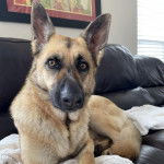 Un Berger Allemand allong&eacute; sur un canap&eacute; et semblant d&eacute;tendu 