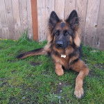 Un Berger Allemand allong&eacute; sur un terrain herbeux et portant un collier autour du cou
