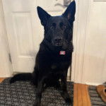 Un Berger Allemand assis et portant un collier autour du cou