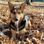 Un Berger Allemand allong&eacute; sur un sol jonch&eacute;s de feuilles mortes et tirant la langue 