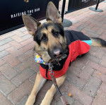 Un Berger Allemand allong&eacute; sur un sol pav&eacute; et qui est tenu en laisse 