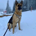 Un Berger Allemand sur une surface enneig&eacute;e et qui est tenu en laisse 