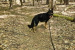 Un Berger Allemand sur un sol jonchés de feuilles mortes et qui est tenu en laisse 