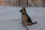 Un Berger Allemand assis sur une surface enneigée et qui est tenu en laisse