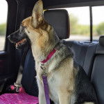 Un Berger Allemand assis sur la banquette arri&egrave;re d'une voiture et qui est tenu en laisse 