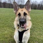 Un Berger Allemand sur un terrain herbeux et portant un harnais 