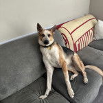 Un Berger Allemand sur un canap&eacute; et portant un collier autour du cou