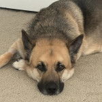 Un Berger Allemand allong&eacute; sur une moquette et regardant vers la cam&eacute;ra 