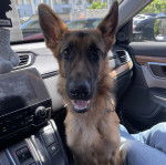 Un Berger Allemand dans une voiture et ayant la gueule l&eacute;g&egrave;rement ouverte 