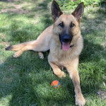 Un Berger Allemand allong&eacute; sur un terrain herbeux et portant un collier autour du cou 