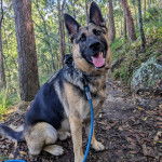 Un Berger Allemand assis sur un sol jonch&eacute;s de feuilles mortes et qui est tenu en laisse 
