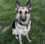 Un Berger Allemand assis sur un terrain herbeux et portant un collier autour du cou