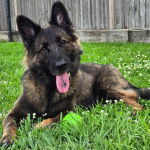 Un Berger Allemand allong&eacute; sur un terrain herbeux et ayant la langue pendante