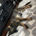 Un Berger Allemand allong&eacute; sur un tapis et semblant dormir 