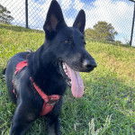 Un Berger Allemand ayant la langue pendante et portant un harnais 