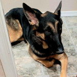 Un Berger Allemand allong&eacute; sur un sol carrel&eacute; et regardant vers la cam&eacute;ra  